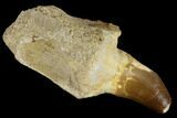 Fossil Rooted Mosasaur (Prognathodon) Tooth - Morocco #116874-1